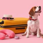 帰省や旅行時、愛犬をどうする?留守番・同伴・預け先の最適な選択肢とそのポイント