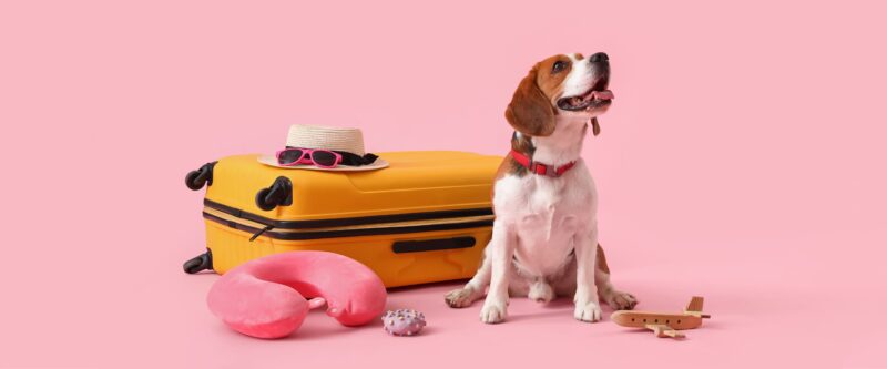 帰省や旅行時、愛犬をどうする？留守番・同伴・預け先の最適な選択肢とそのポイント