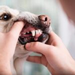 犬の歯が折れたらどうする？原因・危険性・正しい対処法を解説