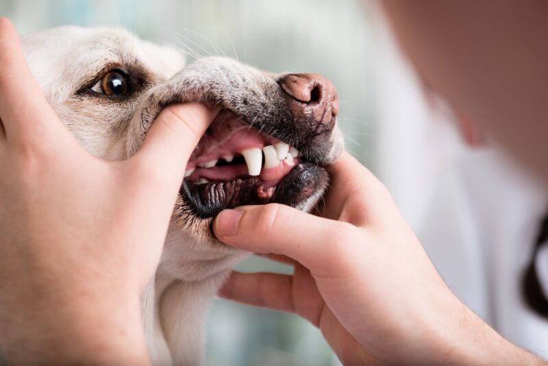 犬の歯が折れたらどうする?原因・危険性・正しい対処法を解説
