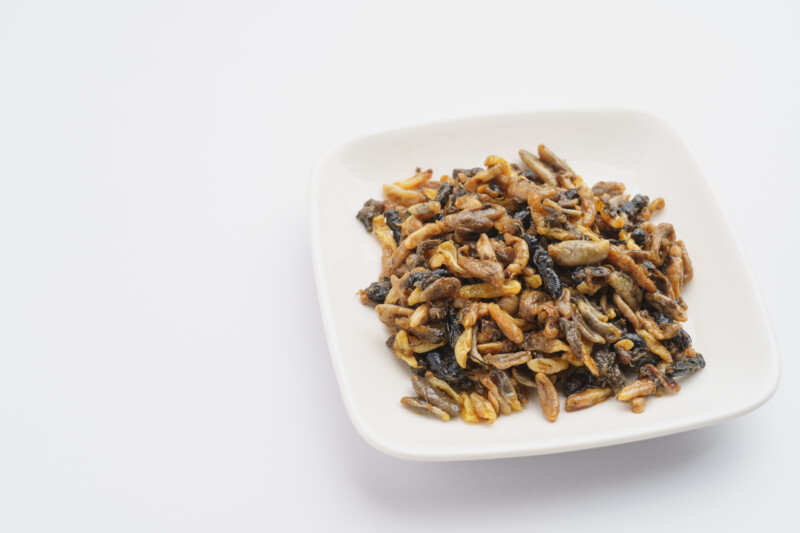 ドッグフードに昆虫タンパクは安全？メリット・デメリットと正しい選び方