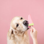 犬にアイスクリームを与えても大丈夫？成分やカロリーに注意が必要。犬用のアイスや氷が安心