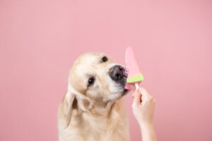 犬にアイスクリームを与えても大丈夫？成分やカロリーに注意が必要。犬用のアイスや氷が安心