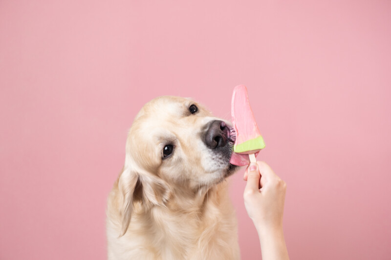 犬にアイスクリームを与えても大丈夫？成分やカロリーに注意が必要。犬用のアイスや氷が安心