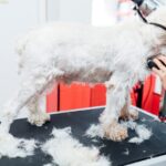 犬のサマーカットはするべき？毛を刈る前に知っておきたい効果とリスク