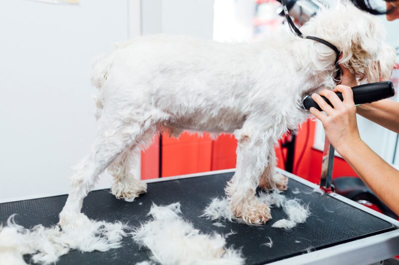 犬のサマーカットはするべき？毛を刈る前に知っておきたい効果とリスク