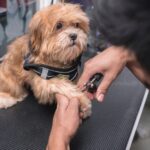 犬が爪切りを嫌がるのはなぜ？原因と嫌がらずに切るための工夫