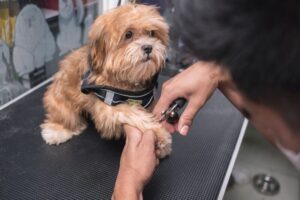 犬が爪切りを嫌がるのはなぜ？原因と嫌がらずに切るための工夫