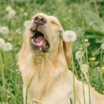 犬にも花粉症はある？季節性アレルギーのサインと飼い主にできる対策