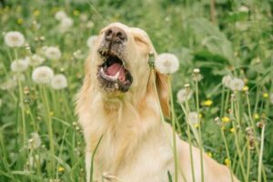 犬にも花粉症はある？季節性アレルギーのサインと飼い主にできる対策