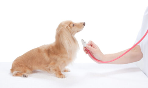犬の腎臓病。急性腎不全と慢性腎臓病の２種類ある。症状や治療方法は？予防のためにできること
