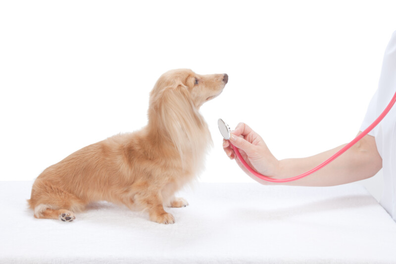 犬の腎臓病。急性腎不全と慢性腎臓病の２種類ある。症状や治療方法は？予防のためにできること