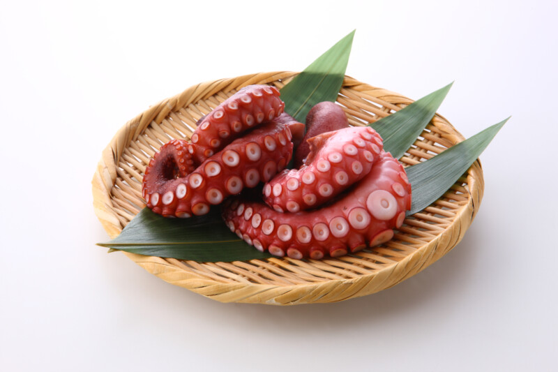 犬はタコを食べていい?生のタコは食べてはいけない。ビタミンB1欠乏症に注意。加熱すれば少量食べていい