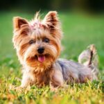 ヨークシャーテリアの性格と飼いやすさは？魅力や飼い方、注意すべき病気まで解説