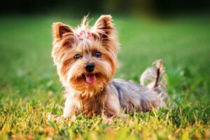 ヨークシャーテリアの性格と飼いやすさは？魅力や飼い方、注意すべき病気まで解説