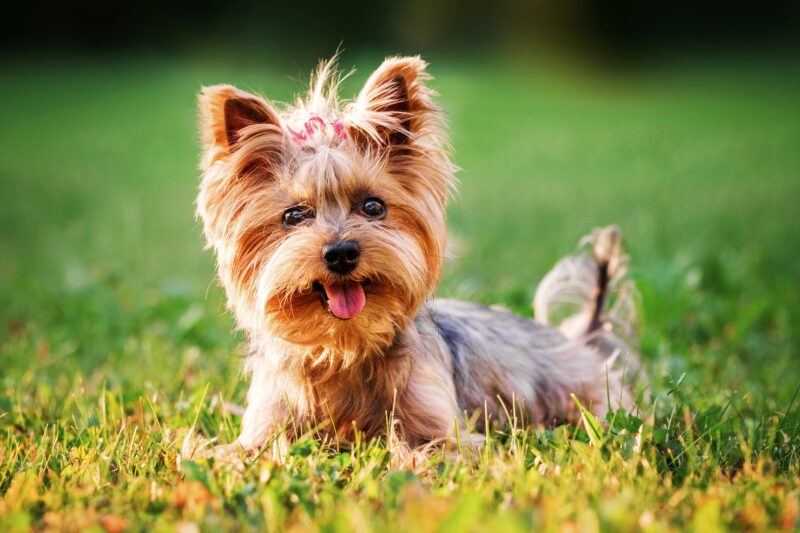 ヨークシャーテリアの性格と飼いやすさは？魅力や飼い方、注意すべき病気まで解説