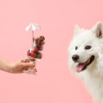 犬はいちごを食べていい？キシリトールと与える量に注意。愛犬と一緒にいちご狩りも楽しめる