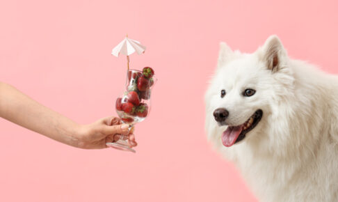 犬はいちごを食べていい？キシリトールと与える量に注意。愛犬と一緒にいちご狩りも楽しめる