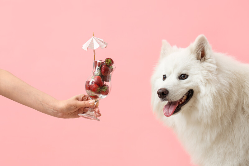 犬はいちごを食べていい？キシリトールと与える量に注意。愛犬と一緒にいちご狩りも楽しめる