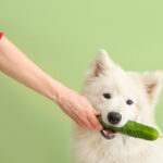 犬はきゅうりを食べていい？水分豊富な夏野菜、下痢や軟便には注意