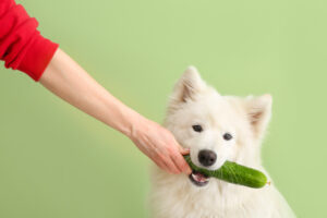 犬はきゅうりを食べていい？水分豊富な夏野菜、下痢や軟便には注意