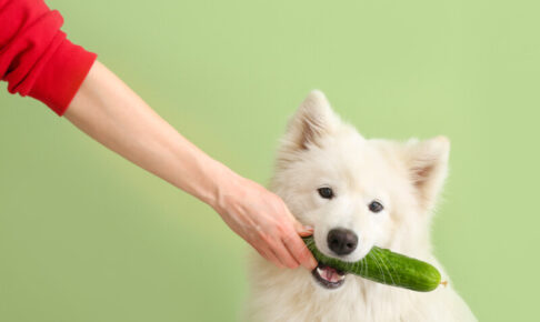 犬はきゅうりを食べていい？水分豊富な夏野菜、下痢や軟便には注意