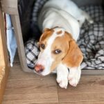 犬の不調、様子見でいい？すぐ病院に行くべき症状とその見極め方