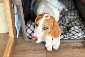 犬の不調、様子見でいい？すぐ病院に行くべき症状とその見極め方
