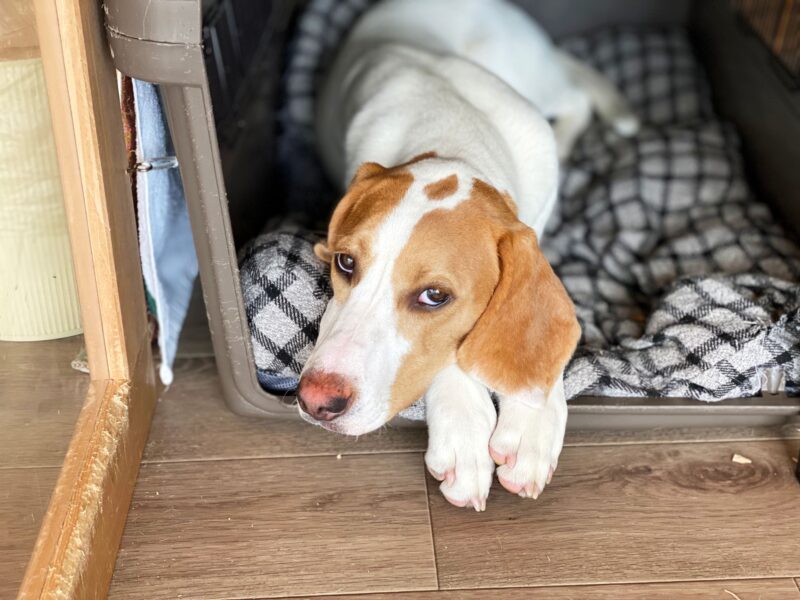 犬の不調、様子見でいい？すぐ病院に行くべき症状とその見極め方