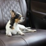 犬の車酔いはなぜ起こる？原因・症状・対策・予防・トレーニング法まで解説