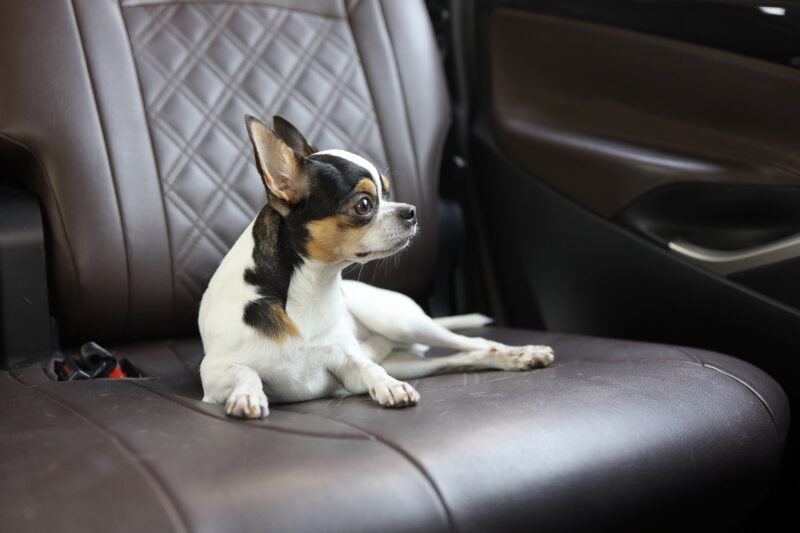 犬の車酔いはなぜ起こる？原因・症状・対策・予防・トレーニング法まで解説