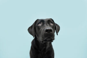 犬のストレスの症状や行動、ストレスの原因は?犬と触れ合う時間を増やすと解消。病院や専門施設での対策が必要な場合も