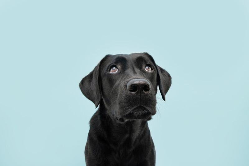 犬のストレスの症状や行動、ストレスの原因は?犬と触れ合う時間を増やすと解消。病院や専門施設での対策が必要な場合も