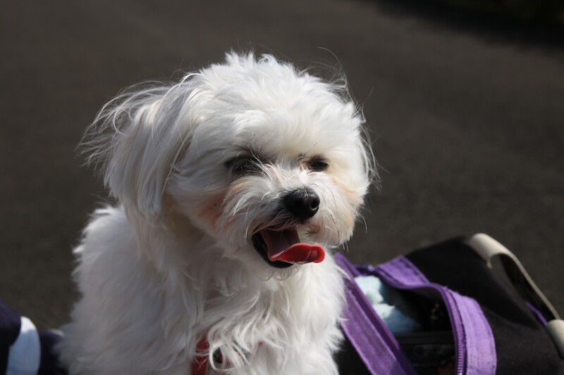 犬の咳が止まらない。動物病院の受診の目安、原因と具体的な症状、受診時のポイントをご紹介