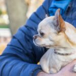 小型犬の「抱っこ癖」は問題？甘えとの違いと適切な接し方
