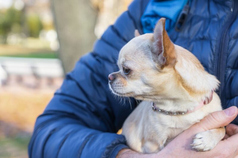 小型犬の「抱っこ癖」は問題？甘えとの違いと適切な接し方