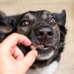 犬のおやつ依存に注意!かわいい仕草の裏に潜む健康への影響、やめさせる方法について