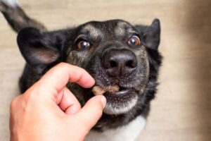 犬のおやつ依存に注意!かわいい仕草の裏に潜む健康への影響、やめさせる方法について