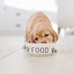 犬が食欲ない時の原因と対処方法を解説。特に心配いらない場合もある