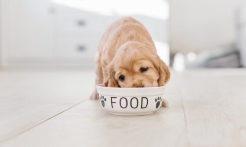 犬が食欲ない時の原因と対処方法を解説。特に心配いらない場合もある