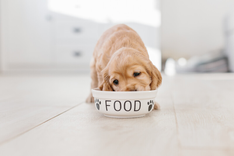 犬が食欲ない時の原因と対処方法を解説。特に心配いらない場合もある