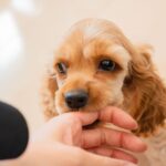 子犬の甘噛みが痛い!放置NGの理由とやめさせる正しい対策とは