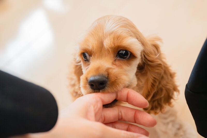 子犬の甘噛みが痛い！放置NGの理由とやめさせる正しい対策とは