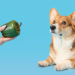 犬はピーマンを食べても大丈夫?犬の口臭予防に効果がある。犬用レシピも紹介