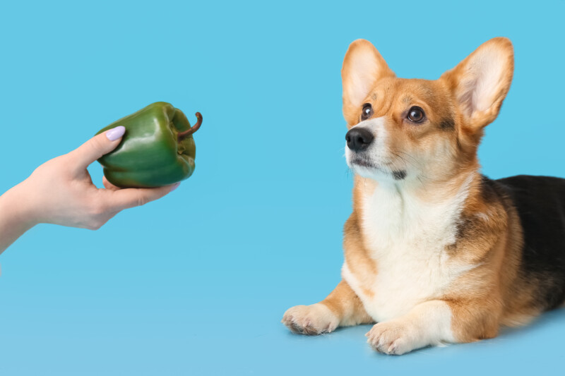 犬はピーマンを食べても大丈夫?犬の口臭予防に効果がある。犬用レシピも紹介