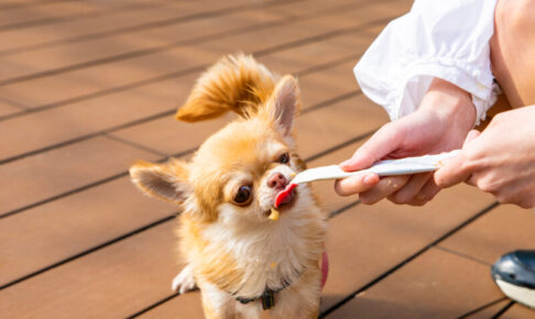 犬用おやつのピューレ。活用方法や与え方、おすすめ商品8選をご紹介