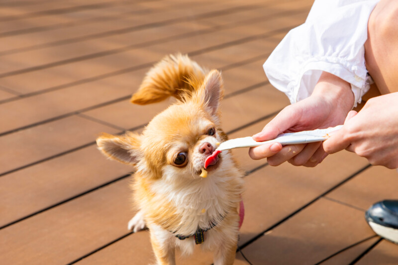 犬用おやつのピューレ。活用方法や与え方、おすすめ商品８選をご紹介