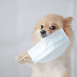 犬は風邪をひくことがある?犬同士の接触感染に注意が必要。予防や対策方法をご紹介