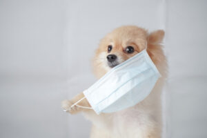 犬は風邪をひくことがある?犬同士の接触感染に注意が必要。予防や対策方法をご紹介