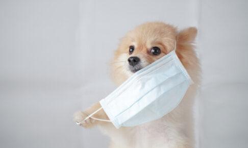 犬は風邪をひくことがある？犬同士の接触感染に注意が必要。予防や対策方法をご紹介